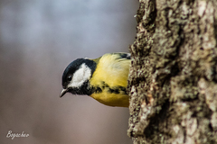 Parus major