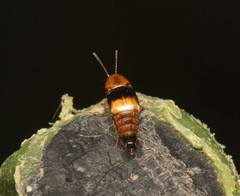 Tachyporus obtusus