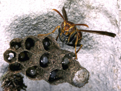 Mischocyttarus mexicanus cubicola image