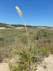 Austroderia splendens