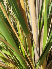 Austroderia splendens