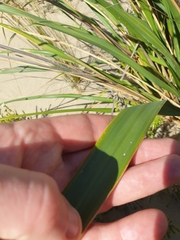 Austroderia splendens