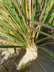 Austroderia splendens