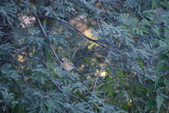 Saltatricula multicolor