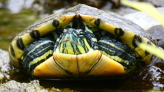 Trachemys venusta cataspila