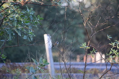 Saltatricula multicolor