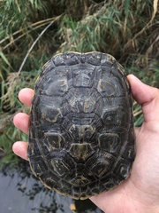 Trachemys venusta cataspila