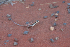 Ctenophorus isolepis