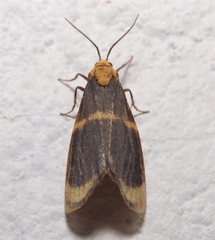 Eudesmia arida