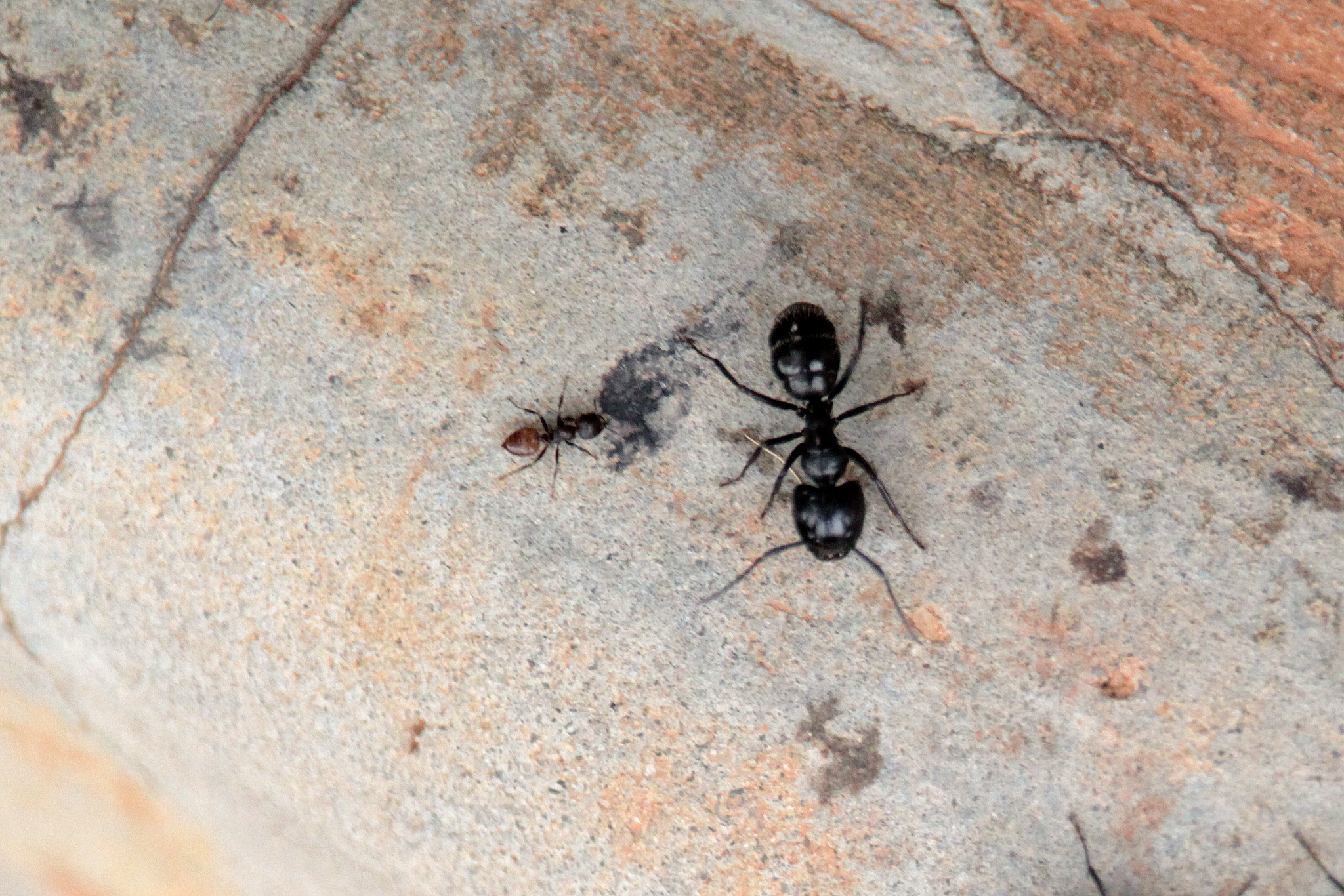 Camponotus vividus