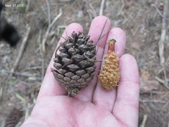 Pinus densiflora