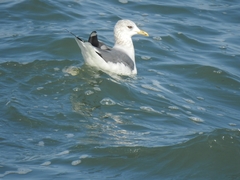 Larus canus