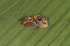 Dottia viridifusca
