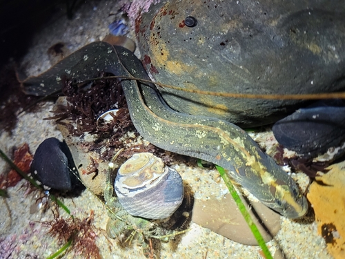 Monkey-faced Prickleback