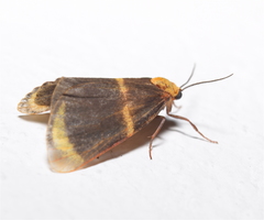 Eudesmia arida