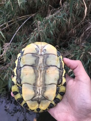 Trachemys venusta cataspila