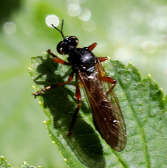 Dioctria cothurnata