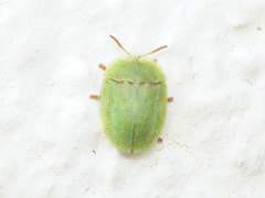 Cassida inquinata