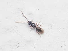 Megaspilidae