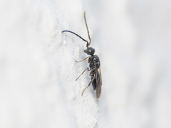 Megaspilidae