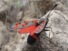 Zygaena rhadamanthus