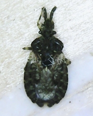 Aradus fuscomaculatus