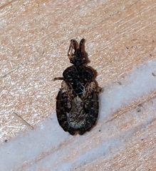 Aradus fuscomaculatus