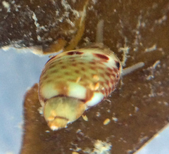 Eulithidium pulloides