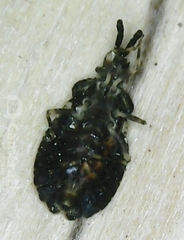 Aradus fuscomaculatus