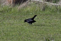 Agelaius phoeniceus mailliardorum