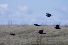 Agelaius phoeniceus mailliardorum