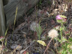 Aegilops triuncialis