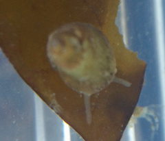 Eulithidium pulloides