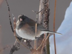 Junco hyemalis