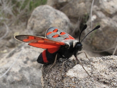 Zygaena rhadamanthus