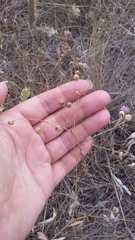 Linum austriacum