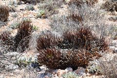 Aloe melanacantha