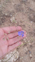 Linum austriacum