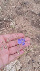 Linum austriacum