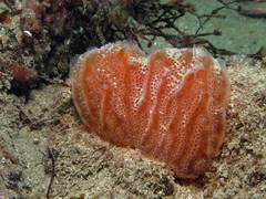 Aplidium elegans