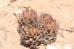 Aloe melanacantha