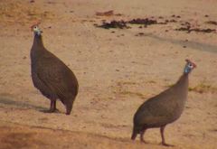 Numida meleagris mitratus