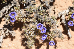 Aptosimum spinescens