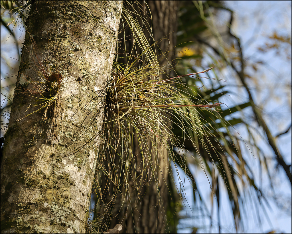 Bartram's airplant (Tillandsia bartramii)  iNaturalist