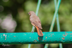 Phoenicurus phoenicurus