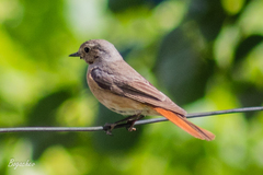 Phoenicurus phoenicurus