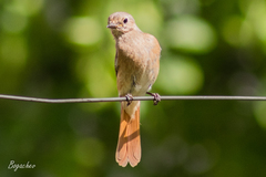 Phoenicurus phoenicurus