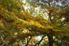 Pseudolarix amabilis