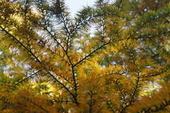 Pseudolarix amabilis