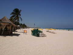 Cocoseae